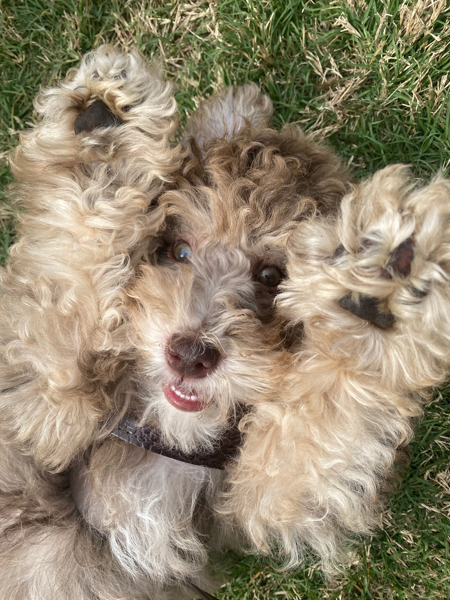 Love Like a Dog - All Natural Coconut Soy Candle - 8 oz.